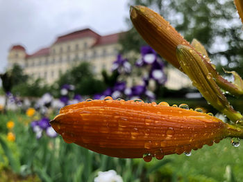 Close-up of wet orange flower