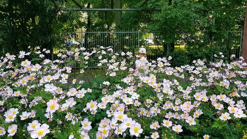 Flowers blooming in greenhouse