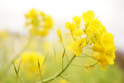 Close-up of yellow flower