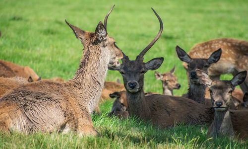 Deer in a field