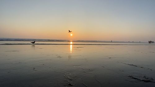 Seagull flying over beach against sky during sunset