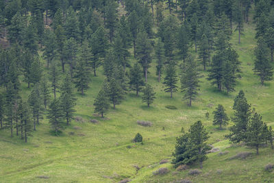 Pine trees in forest