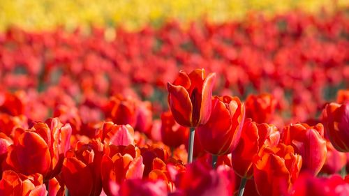 Close-up of red tulips on field