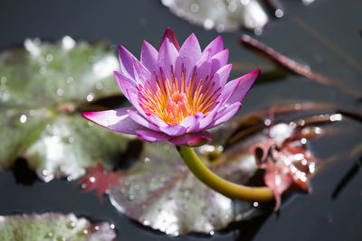 Close-up of lotus water lily in pond