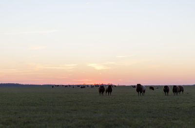 Horses grazing in a field