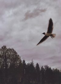 Low angle view of bird flying against sky