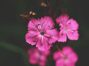 Close-up of pink flowering plant