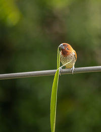 Scaly breasted munia bird sitting on a cable with a grass holding in beak on blurry background