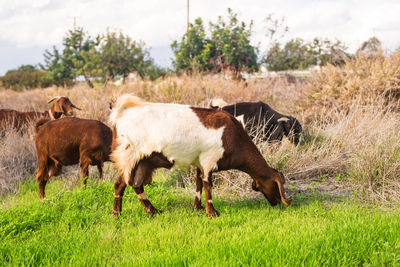 Horses in a field