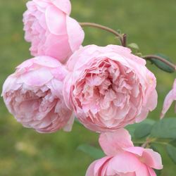 Close-up of pink rose