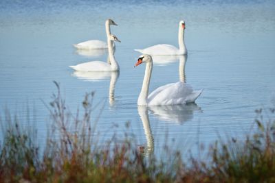 Swan swimming in lake