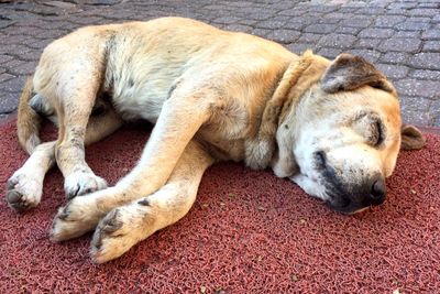 High angle view of dog sleeping