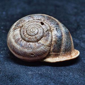 Close-up of snail