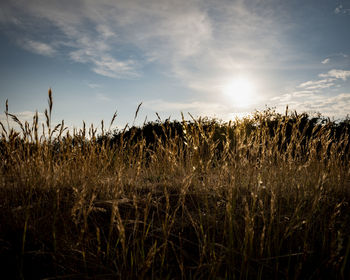 Crops growing on field against sky during sunset