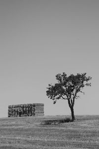 Tree in field against clear sky