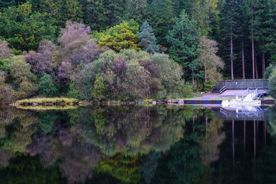 Scenic view of lake in forest
