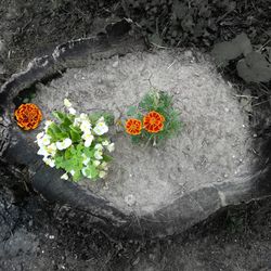 Close-up high angle view of flowers
