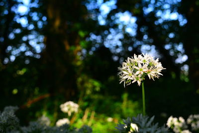 plant
