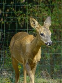 Deer standing on a field