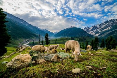 View of sheep on rock against sky