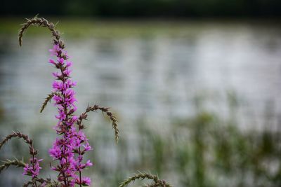 Close-up of pink flowering plant