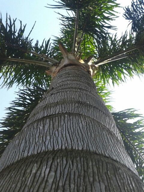 tree, palm tree, low angle view, growth, clear sky, nature, branch, tree trunk, palm leaf, day, outdoors, sunlight, tranquility, beauty in nature, sky, green color, rear view, leaf