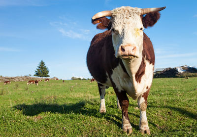 Cow standing on field against sky