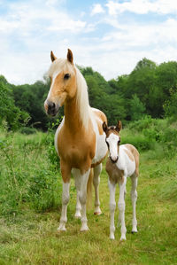 Horses standing on field against sky