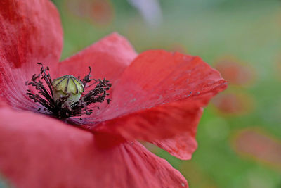 Close-up of stamen and pistil of red poppy flower