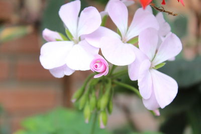 Close-up of pink flowers