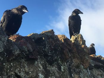 Low angle view of birds perching on rock
