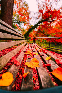 Low angle view of maple leaves on tree during autumn