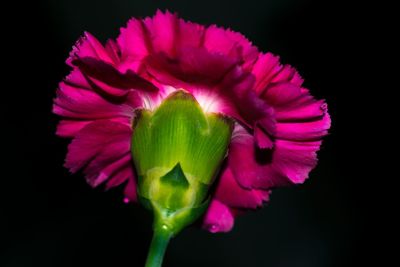 Close-up of pink flower against black background