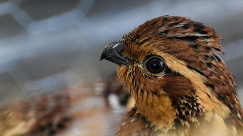 Close-up of a bird looking away