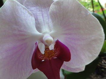 Close-up of pink flower blooming in garden