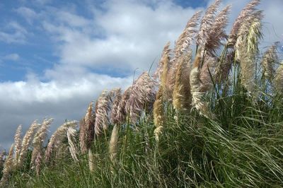 Scenic view of field against cloudy sky