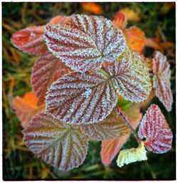 Close-up of leaves on plant