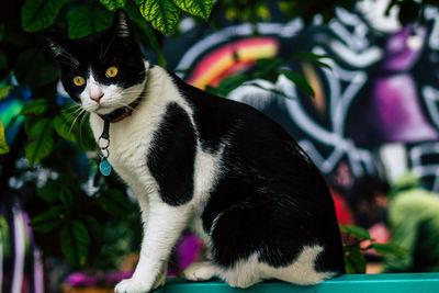 Close-up portrait of a cat