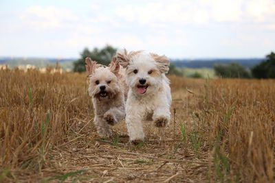 View of a dog running on field