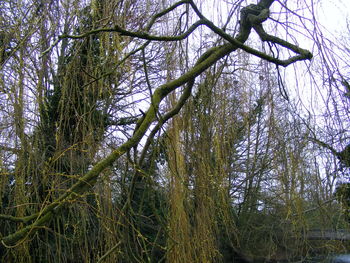 Low angle view of trees against sky
