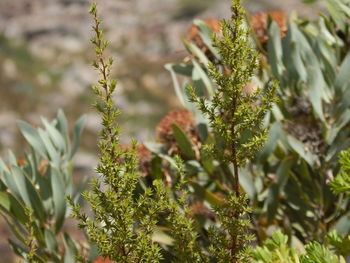 Close-up of fresh plants