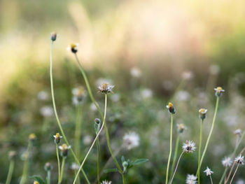 Close-up of flowering plants on field