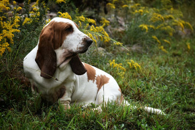 Dog looking away on field