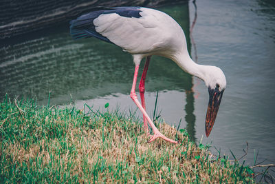 Bird in a lake