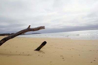 Driftwood on beach by sea against sky