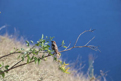 Low angle view of bird perching on plant