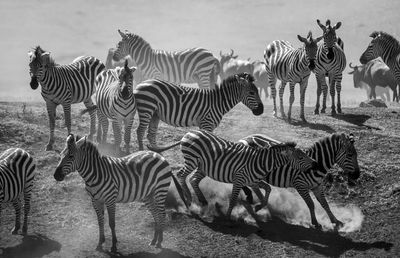 View of zebras on field