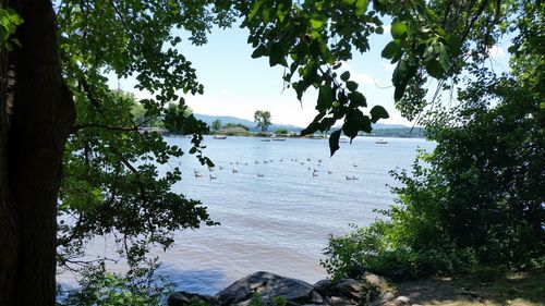 Scenic view of river amidst trees against sky