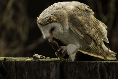 Close-up of owl perching on wood