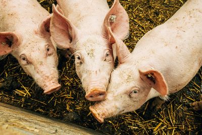 View from above on three pigs